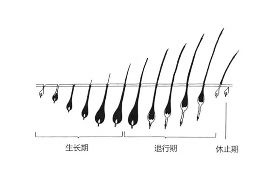 脫毛不徹底，毛毛的生命力到底有多頑強？(圖2)